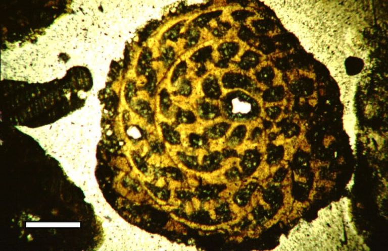 Real learning in Montessori: thin-section foraminifera identification at Blue Blocks Micro Research Institute, Hyderabad.